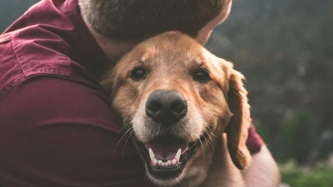 Dog Friendly Properties
