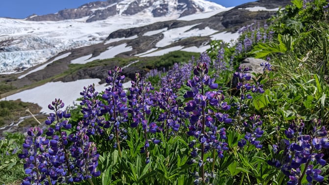 Heliotrope Ridge